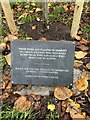 SJ7950 : Plaque for Remembrance Day sapling by Jonathan Hutchins