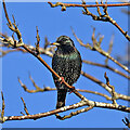 A winter starling (Sturnus vulgaris)