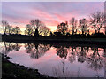 Silhouetted trees, Cottingham