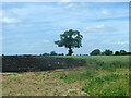 Field with tree north of Sparrow Lane