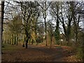 Path through wooded area, Droitwich Spa (2)