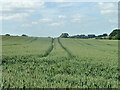 Tractor tracks in the wheat