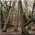 TL9336 : Sylvan Birches, Arger Fen & Spouse's Vale Nature Reserve by Roger Jones