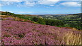 View to Danby Dale from heather moorland above Honey Bee Nest