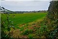 SW5936 : Gwinear-Gwithean : Grassy Field by Lewis Clarke