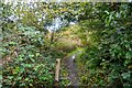 Hayle : Footpath