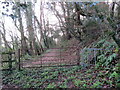 Llwybr coedog / Wooded path