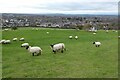 Suffolk sheep