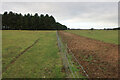 Bridleway by Lakenheath Warren