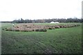 Moated platform at Fotherby (1)