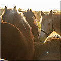 Horses at their Hay, Assington 