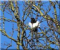 Magpie in the breeze