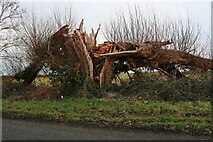 TL2165 : Fallen tree on Paxton Road, Offord Darcy by David Howard