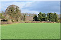 Field edge at Ashley Manor Farm