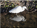 Little Egret, Belfast