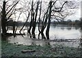 Conningbrook Lakes Country Park, Ashford