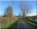 TL4432 : Mistletoe near Meesden Bury by John Sutton