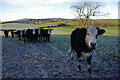 SD5374 : Cattle near Dalton Old Hall Farm by Ian Taylor