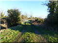 Farm track off Saltmarsh Lane, Goldcliff