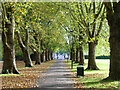 Avenue of plane trees, Pitshanger Park