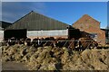 Cattle feeding at Ox Close Farm