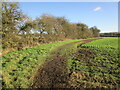 Field edge and autumn sown crop