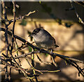 Blackcap, Bangor