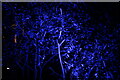 View of a bush illuminated in blue lights in the Crossrail Place Roof Garden