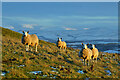NT5934 : Sheep on Bemersyde Hill by Walter Baxter