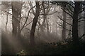 TQ3464 : Mist in the Wood by Peter Trimming