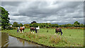 Horses grazing south-west of Hixon, Staffordshire