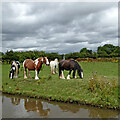 Horses by the canal near Hixon in Staffordshire