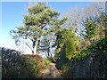 Lane, above Porlock