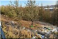 Dumped Asda baskets and trolley