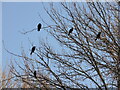 ST7365 : Cormorants roosting by Neil Owen
