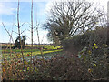 TM4375 : Peering over a hedge blocking the former railway line by Adrian S Pye