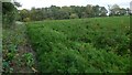 A field full of carrots at Sowbath