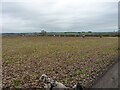 Stubble and bales in a field north of Shaw Lane