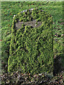 A moss-covered gravestone at Yarrow Kirkyard