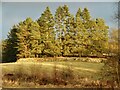 A line of conifers