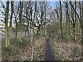 Path through woodland by industrial estate