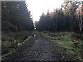 Track into forestry near Braevail Farm