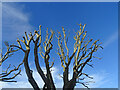 Pollarded Tree, Holy Island