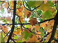 Chequer Tree Leaves