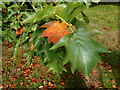 Chequer Tree Leaves Changing to Autumn Colours