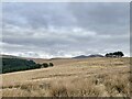 Winter moorland