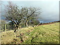 Llwybr ger Clyn-melyn / Path near Clyn-melyn