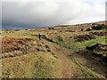 Llwybr ar gomin / Path on a common