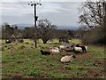 Sheep near Glenberrow