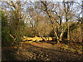 Fallen tree, Nab